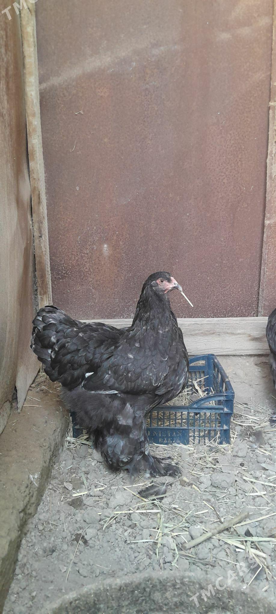 Brama towuk horaz - Aşgabat - img 4