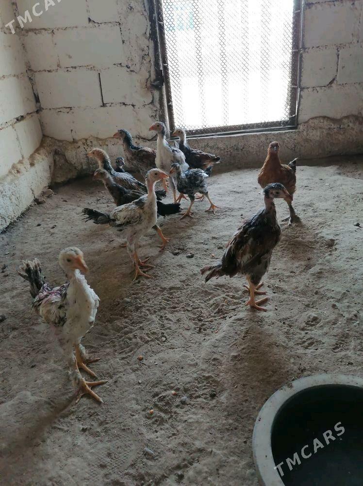 Paroda jujeler - Гумдаг - img 4