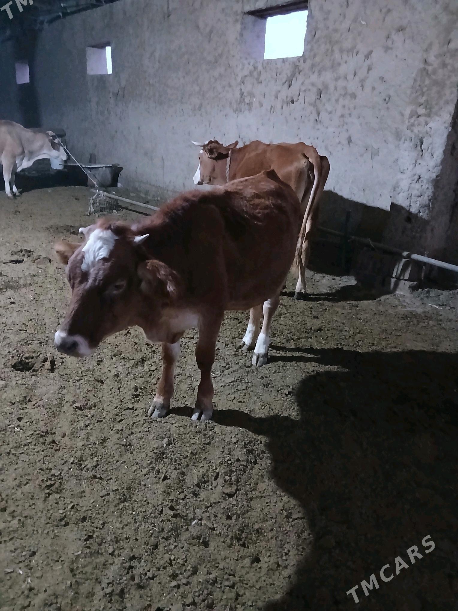 Göle - Гёкдепе - img 2