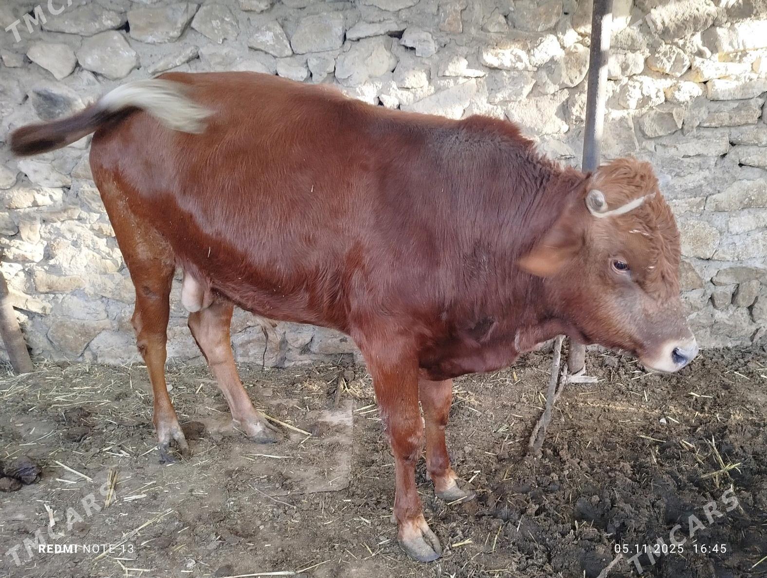 okuz - Jebel - img 5