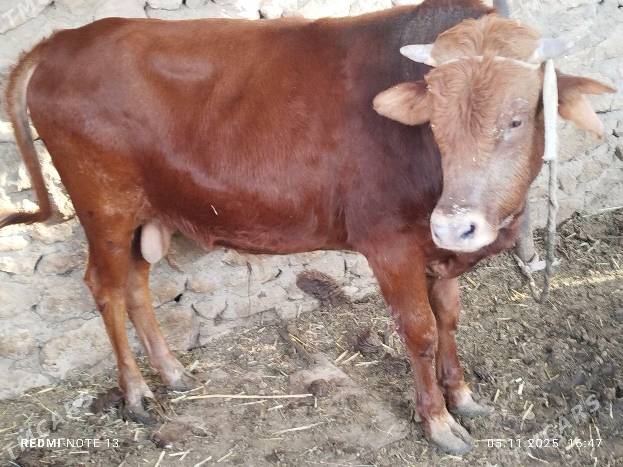 okuz - Jebel - img 1