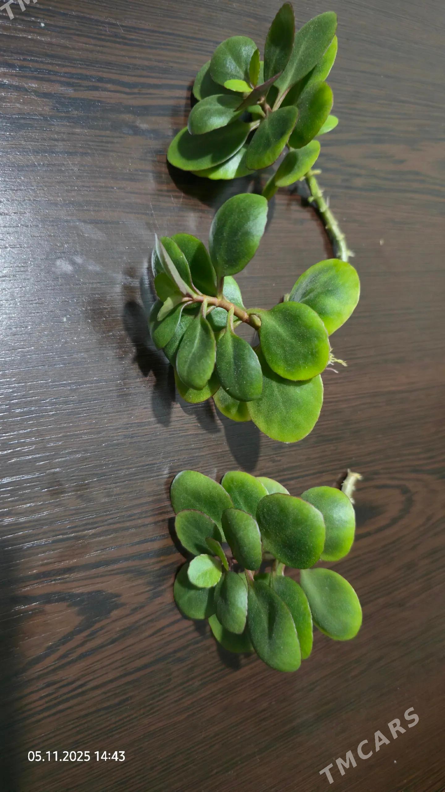 Цветы отростки - Aşgabat - img 2