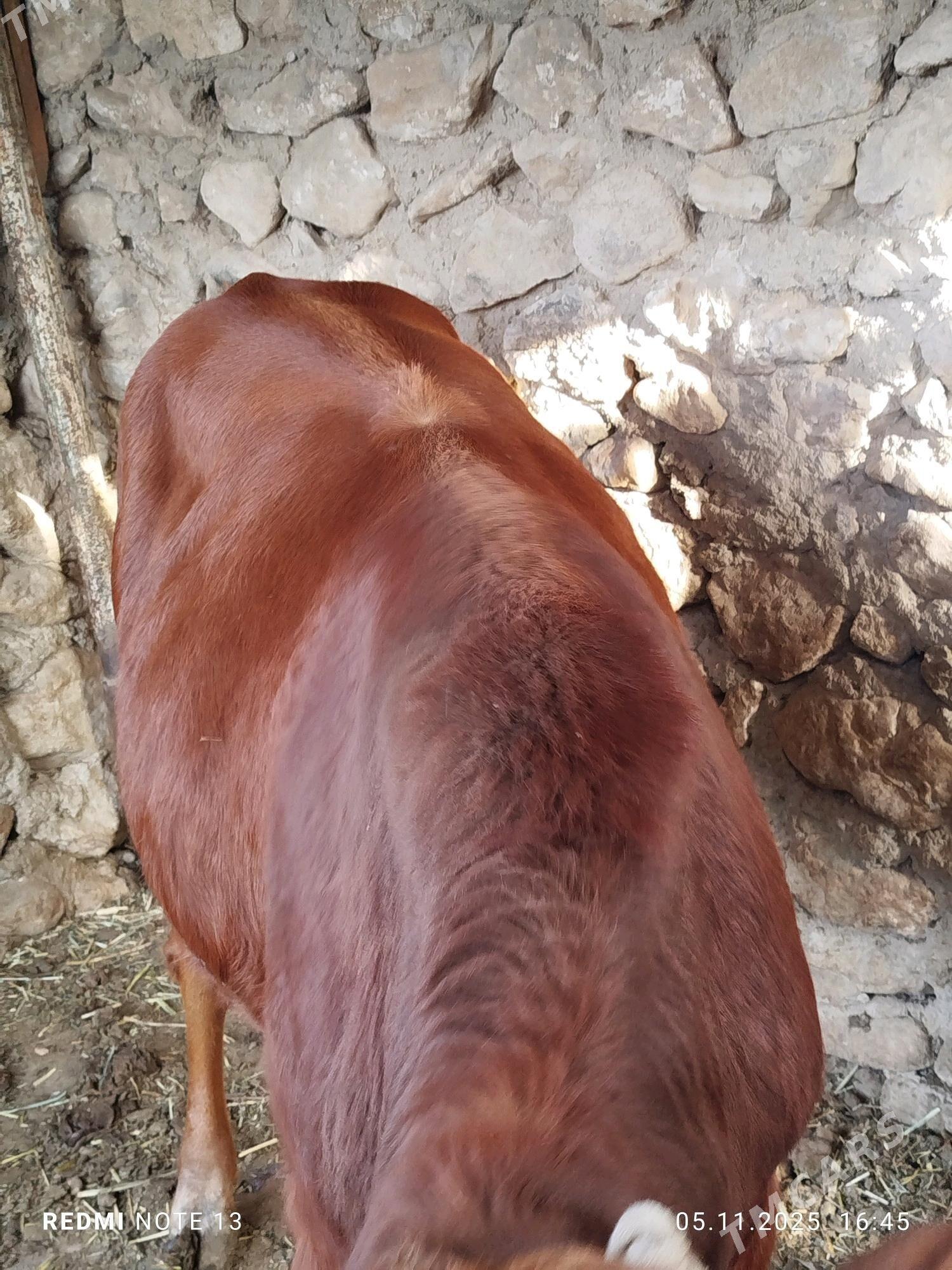 okuz - Jebel - img 3