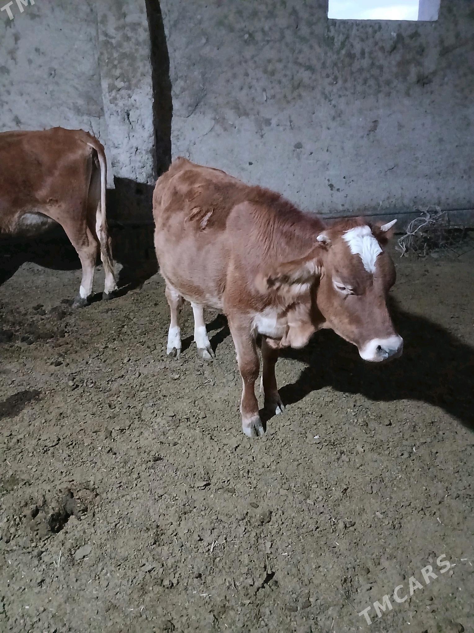 Göle - Гёкдепе - img 3