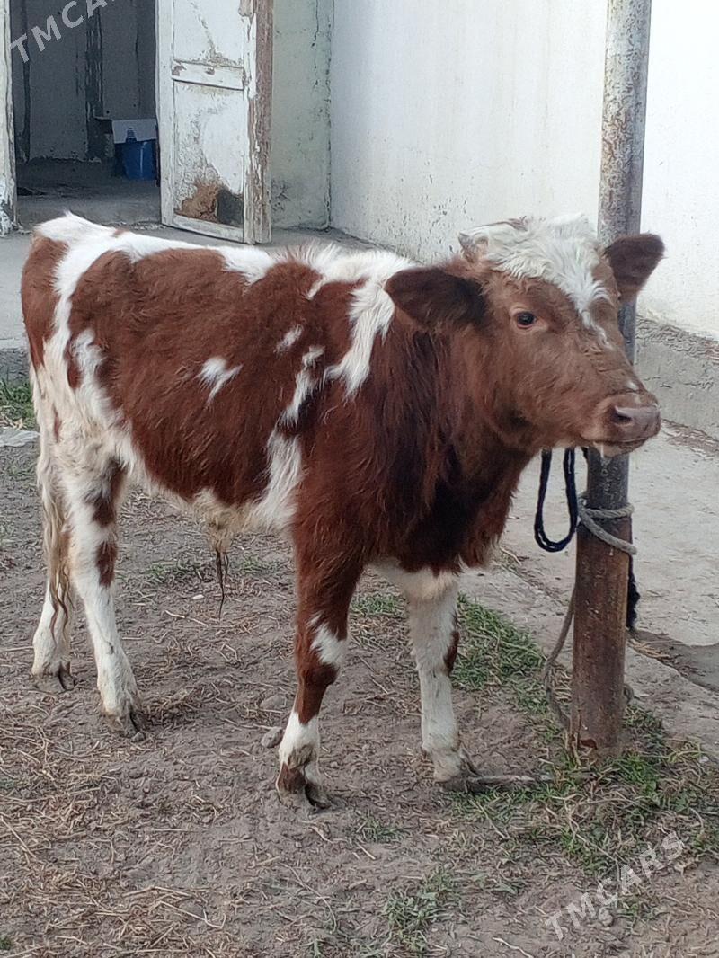 Simental gibrit okuz - Ашхабад - img 3