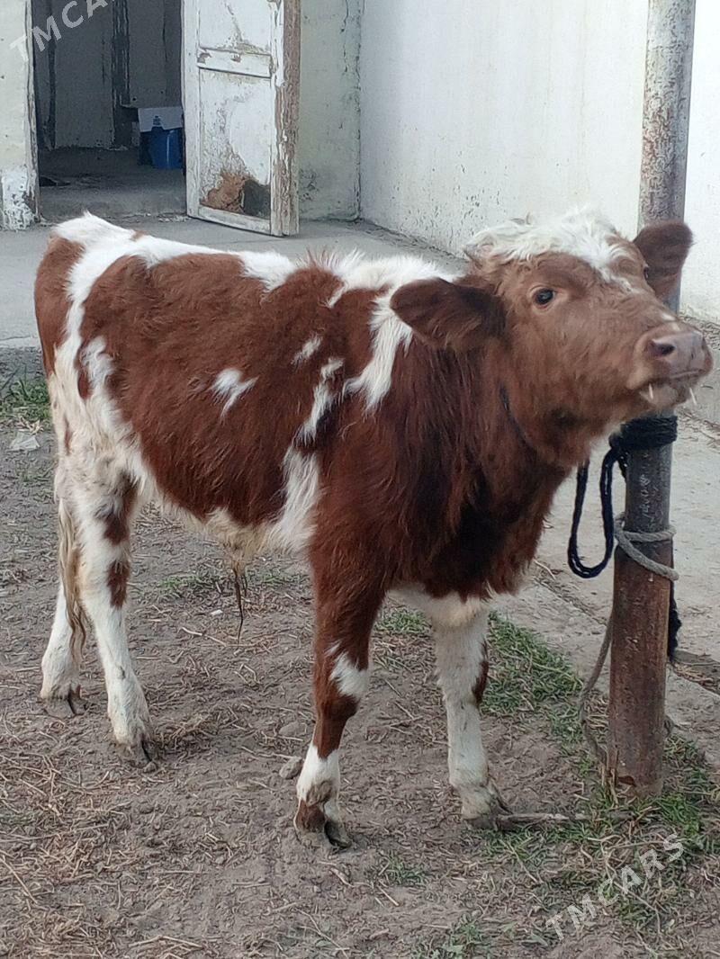 Simental gibrit okuz - Ашхабад - img 7
