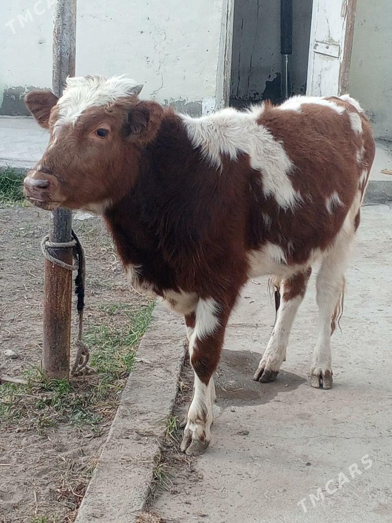 Simental gibrit okuz - Ашхабад - img 2