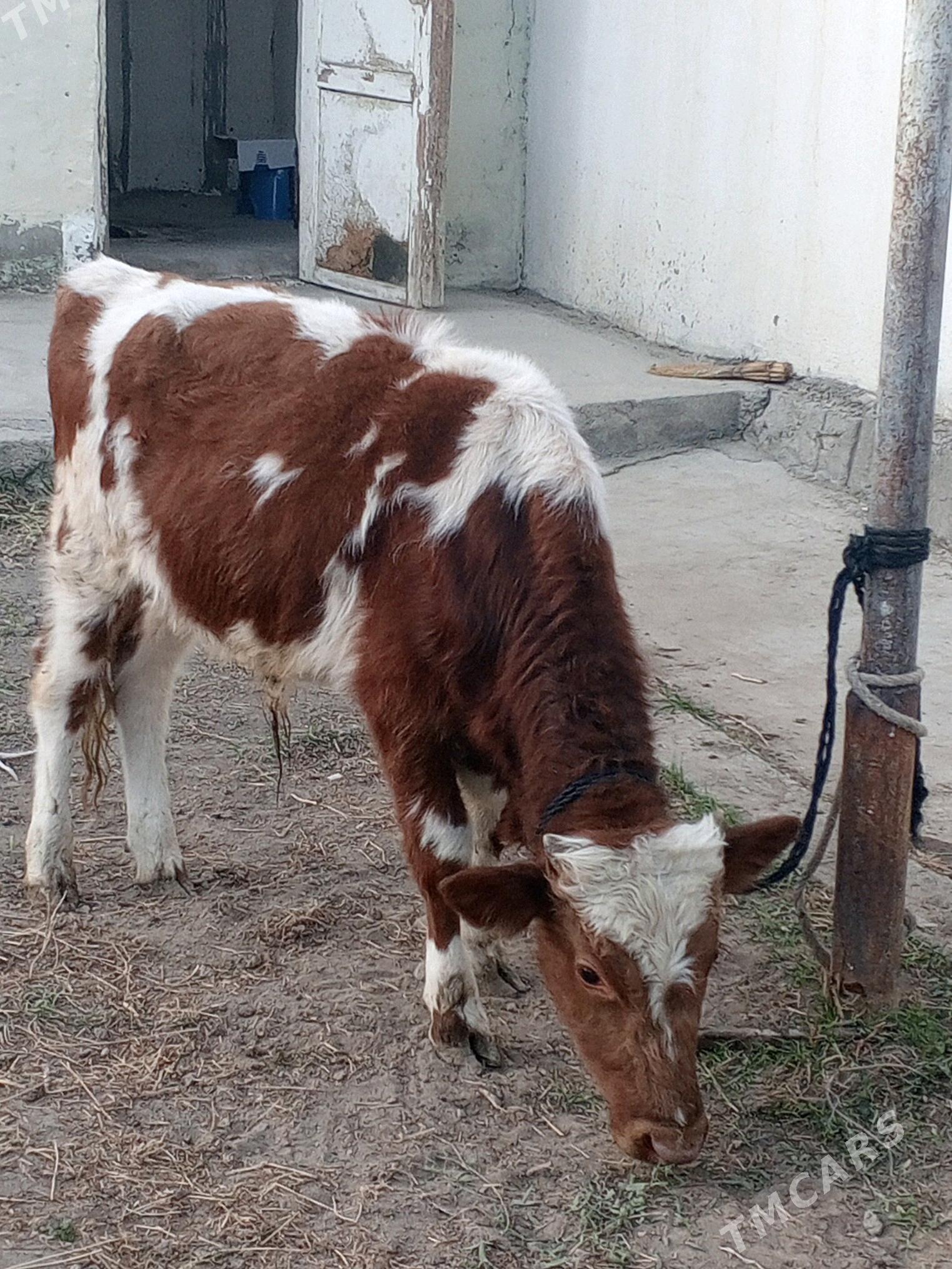 Simental gibrit okuz - Ашхабад - img 5