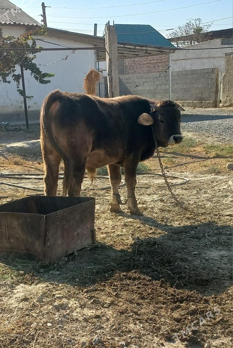 ökuz - Bäherden - img 1