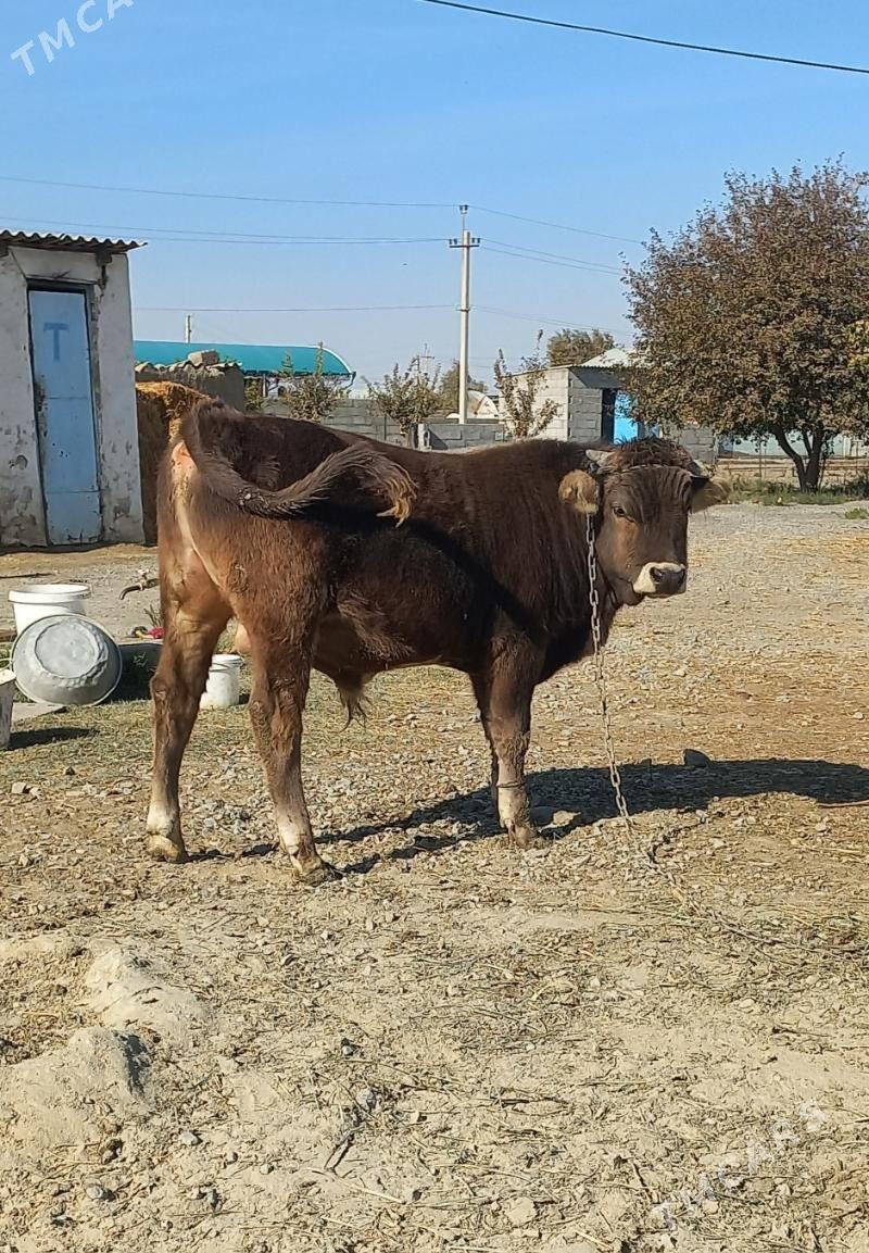 ökuz - Bäherden - img 2