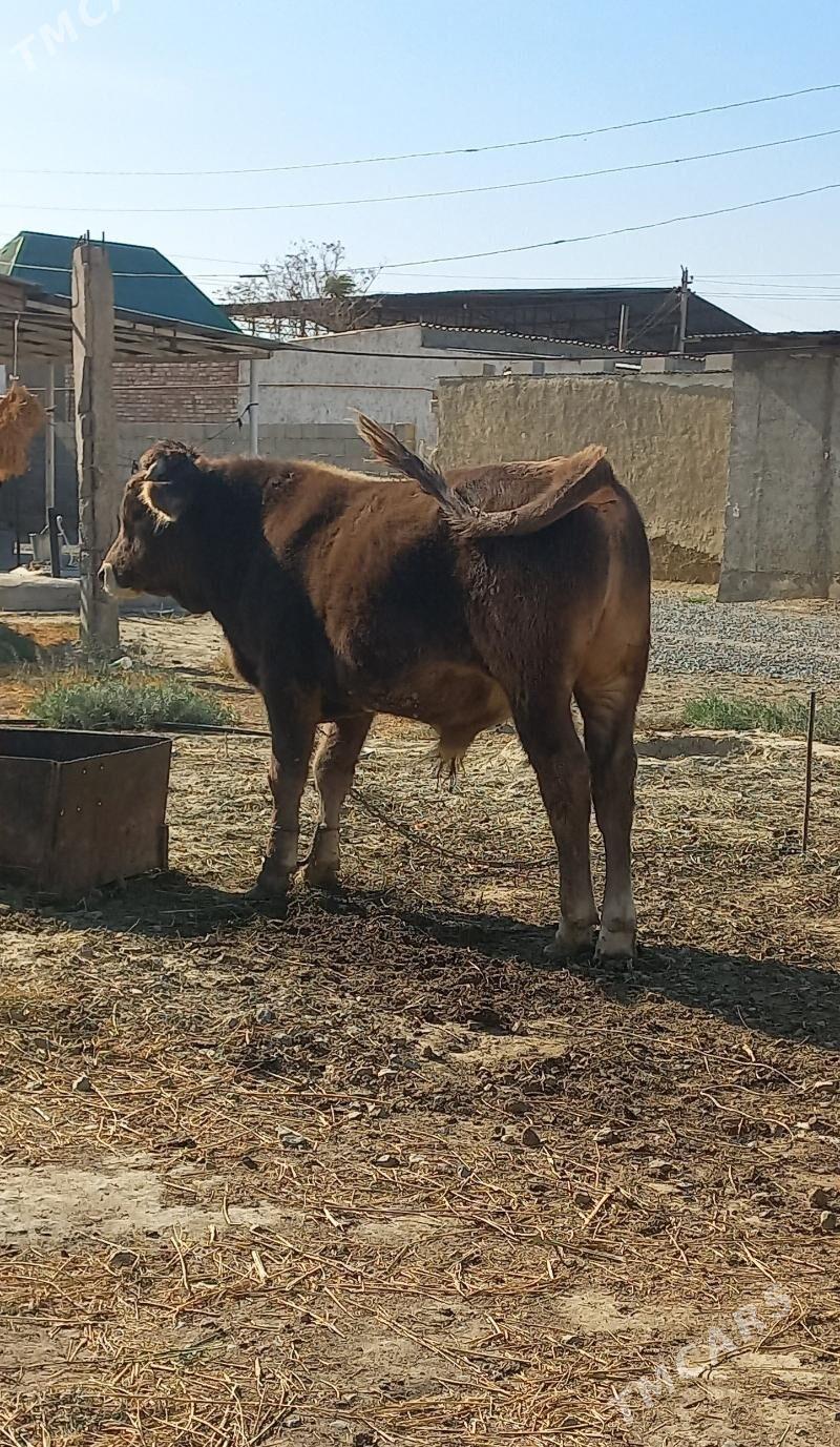 ökuz - Bäherden - img 3