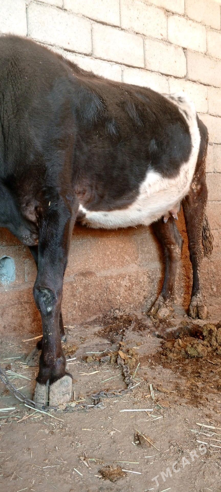 goleli agyr bogaz sygyr - Ак-Бугдайский этрап - img 3