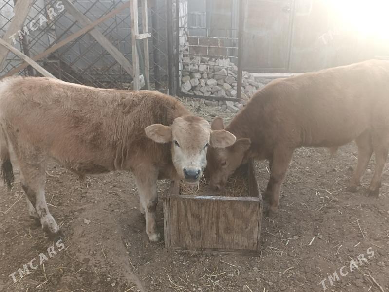 okiz - Balkanabat - img 3