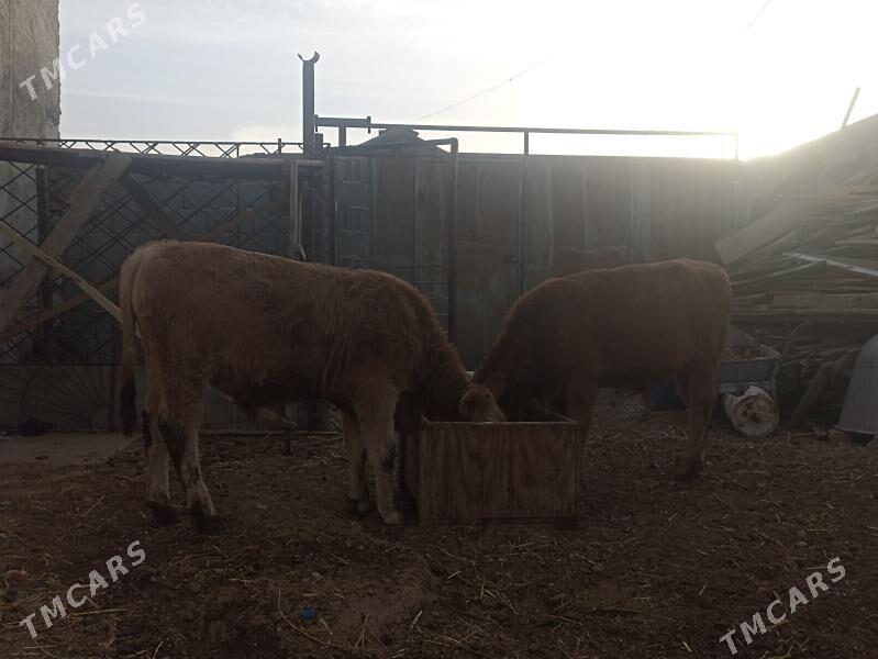 okiz - Balkanabat - img 4