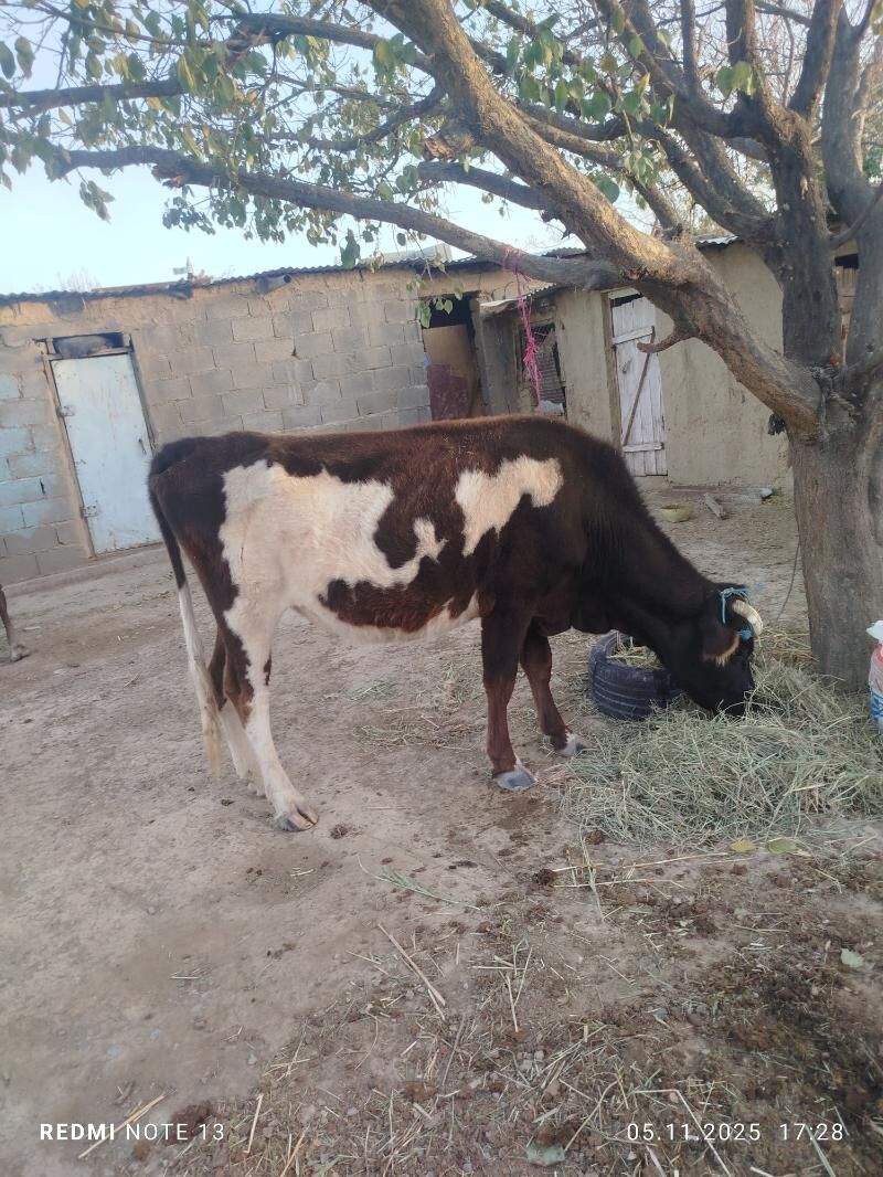 sygyr - Bäherden - img 3