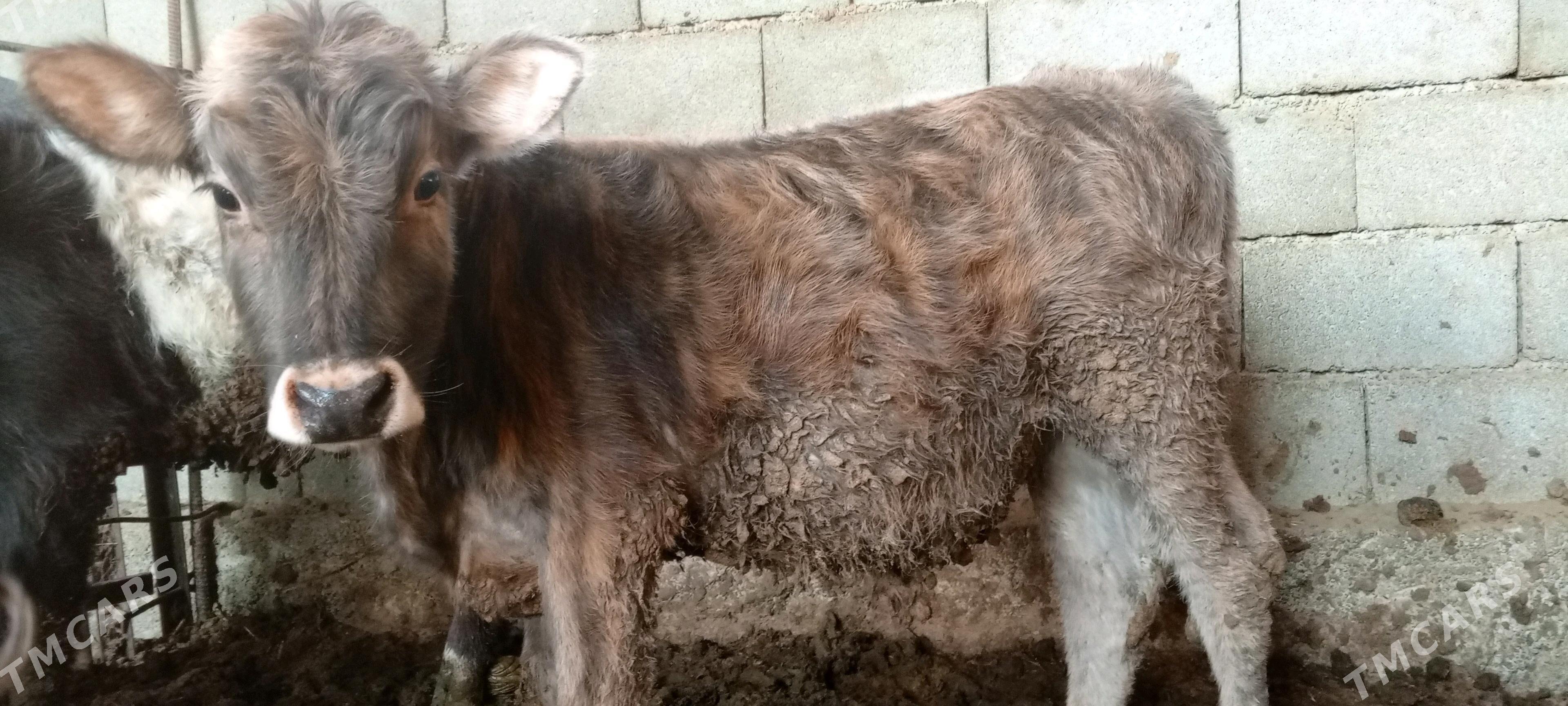 goleli agyr bogaz sygyr - Ак-Бугдайский этрап - img 7