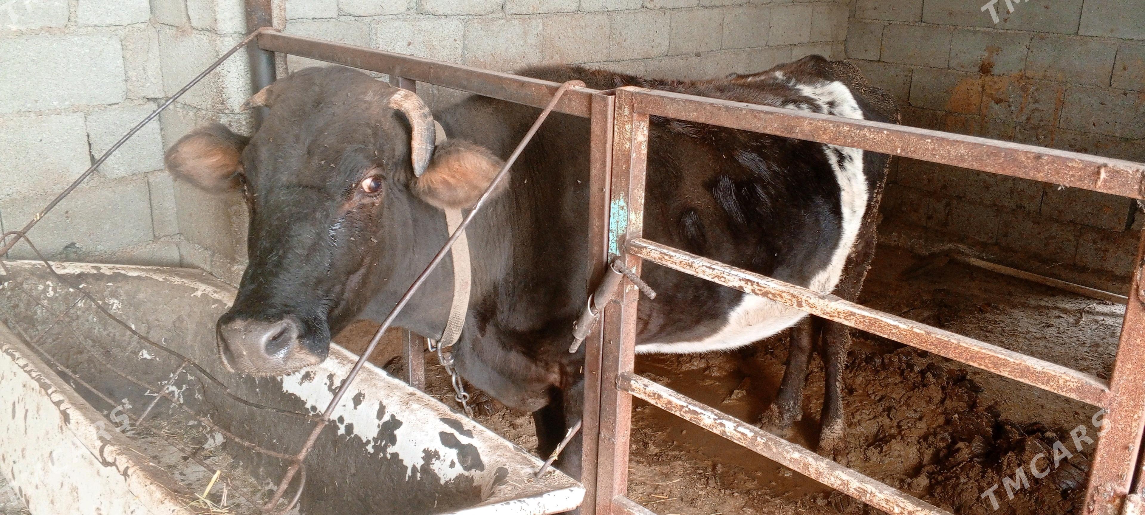 goleli agyr bogaz sygyr - Ак-Бугдайский этрап - img 5