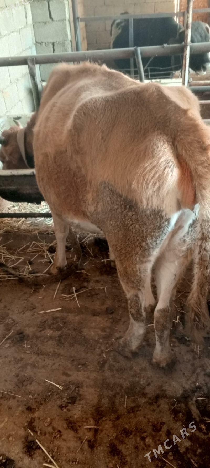 goleli agyr bogaz sygyr - Ак-Бугдайский этрап - img 8