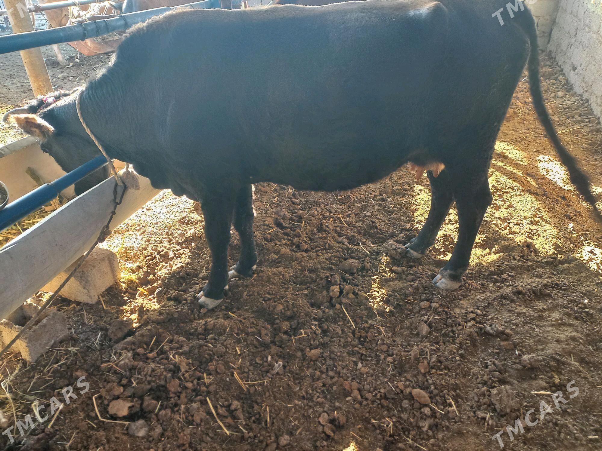 sygyr - Яшлык - img 1