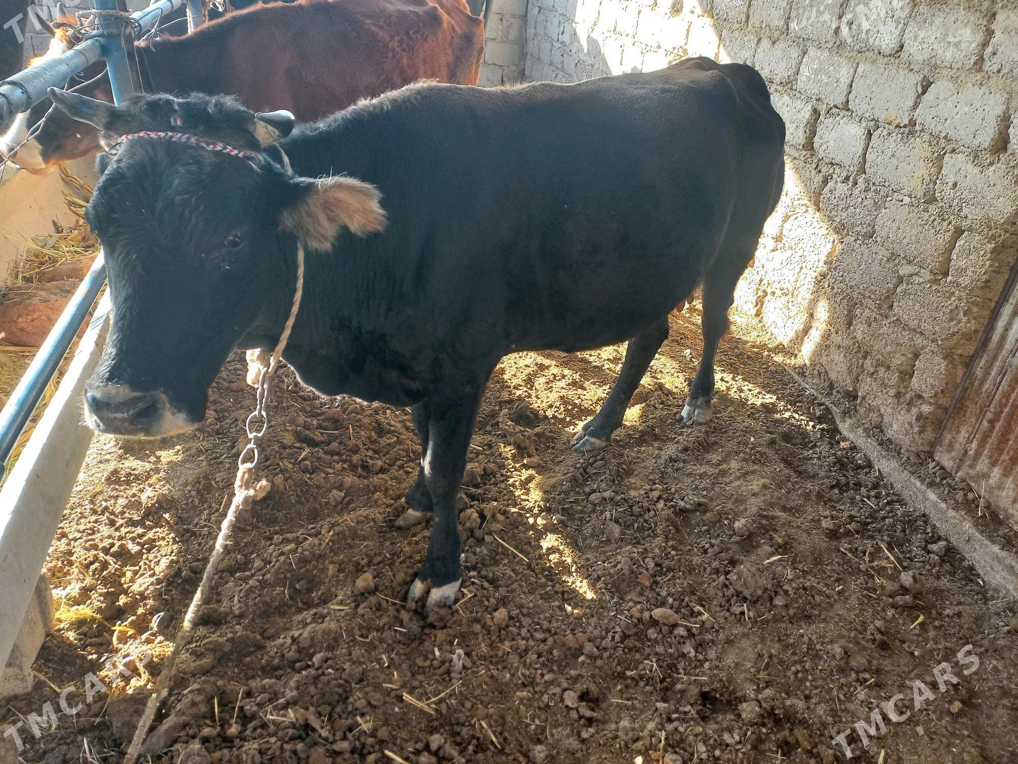 sygyr - Яшлык - img 2