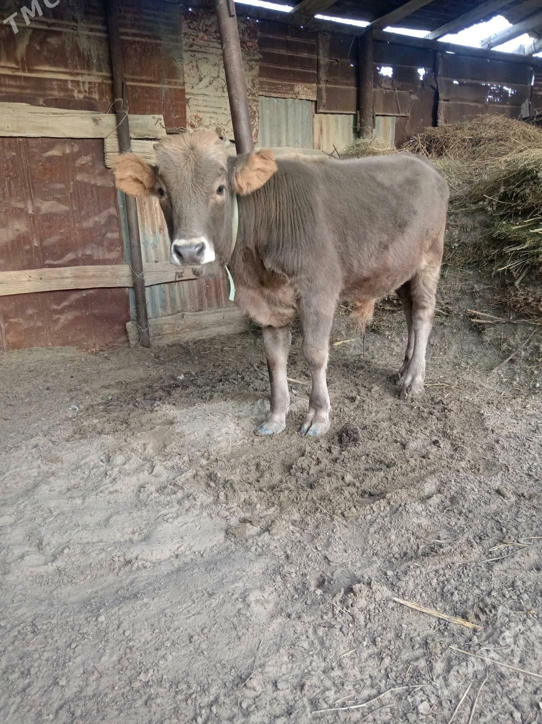 Öküz - Gumdag - img 1