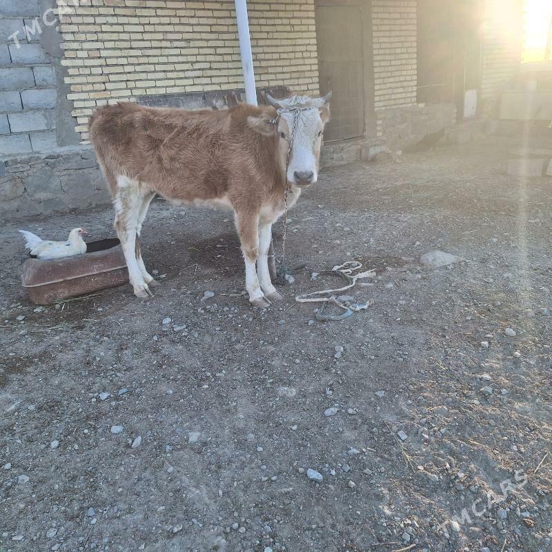 gacar. - Bereket - img 1