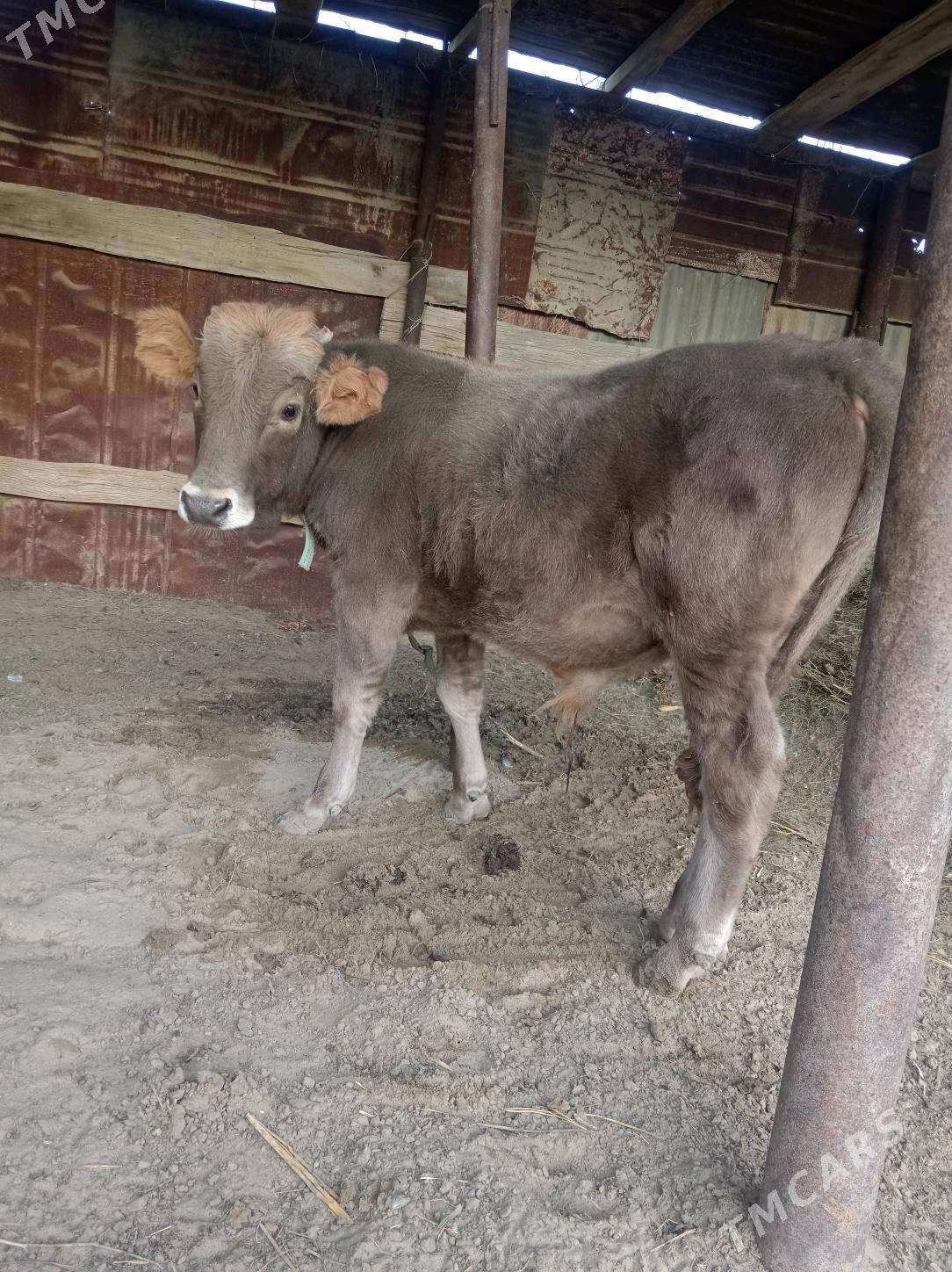 Öküz - Гумдаг - img 2