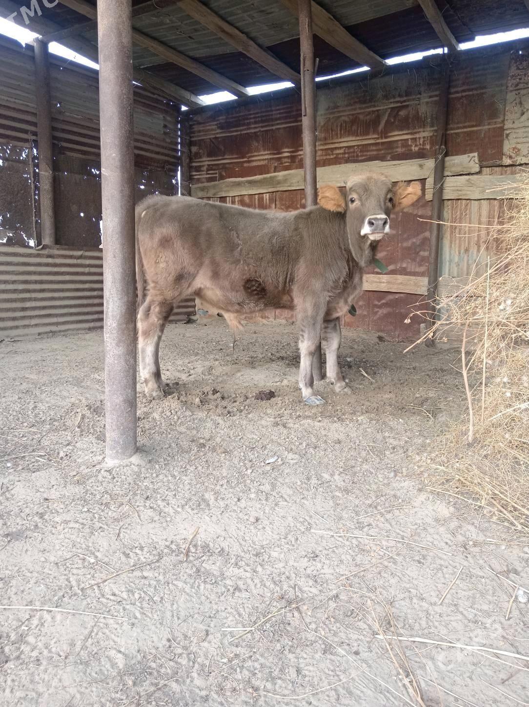 Öküz - Гумдаг - img 3