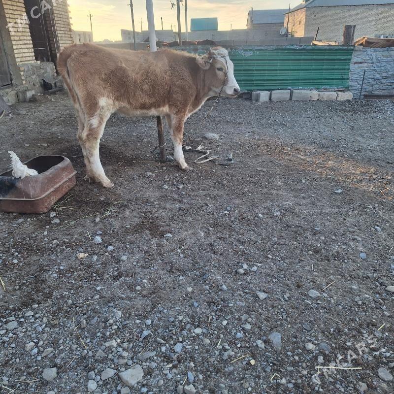 gacar. - Bereket - img 4