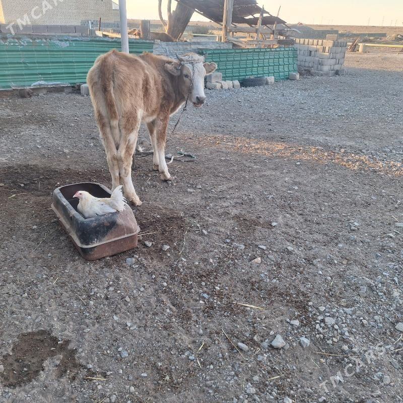 gacar. - Bereket - img 3