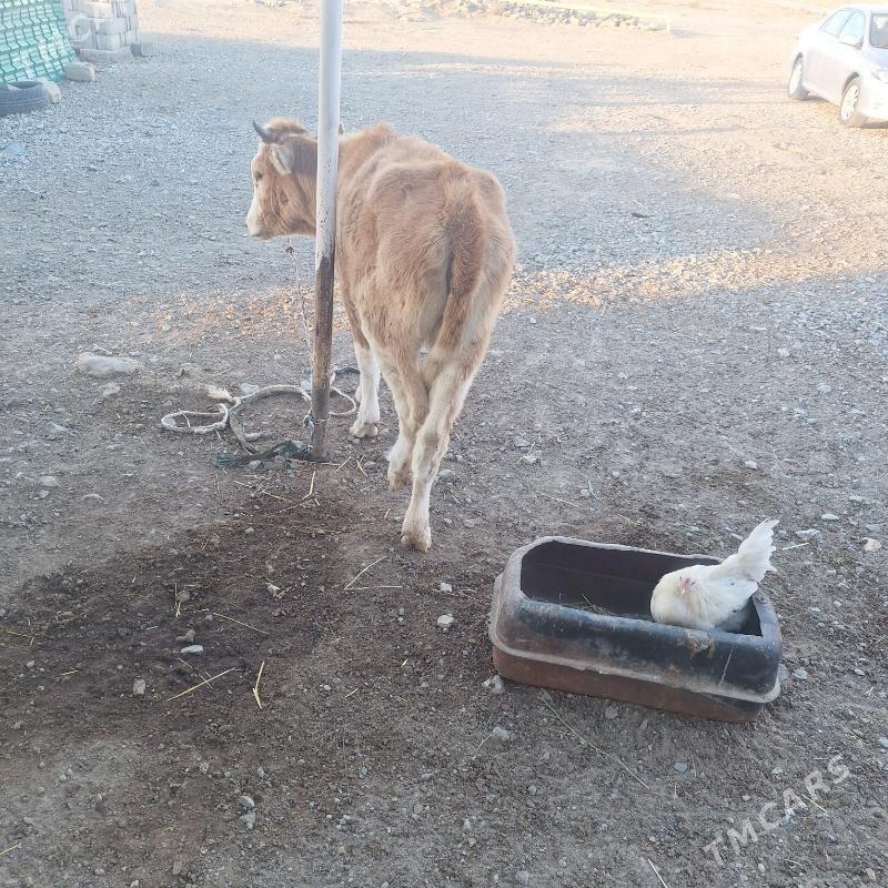 gacar. - Bereket - img 2