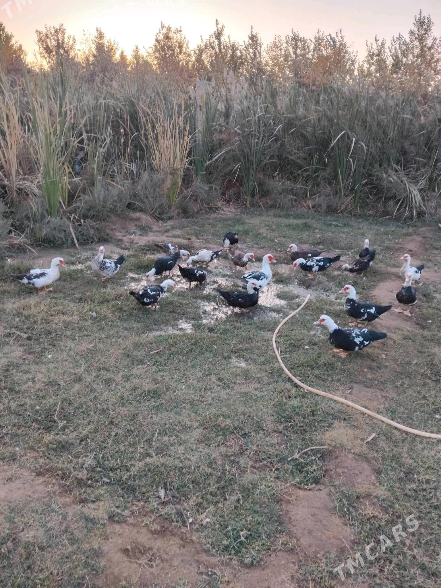 ordek satlyk - Türkmenabat - img 2