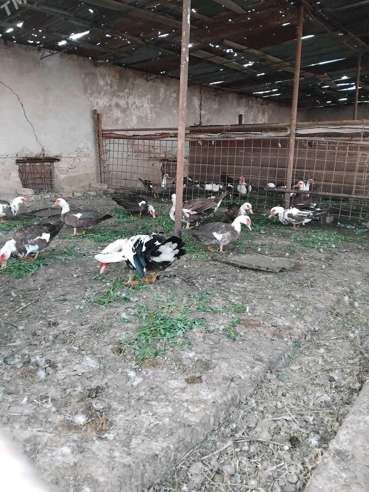 ordek satlyk - Türkmenabat - img 1