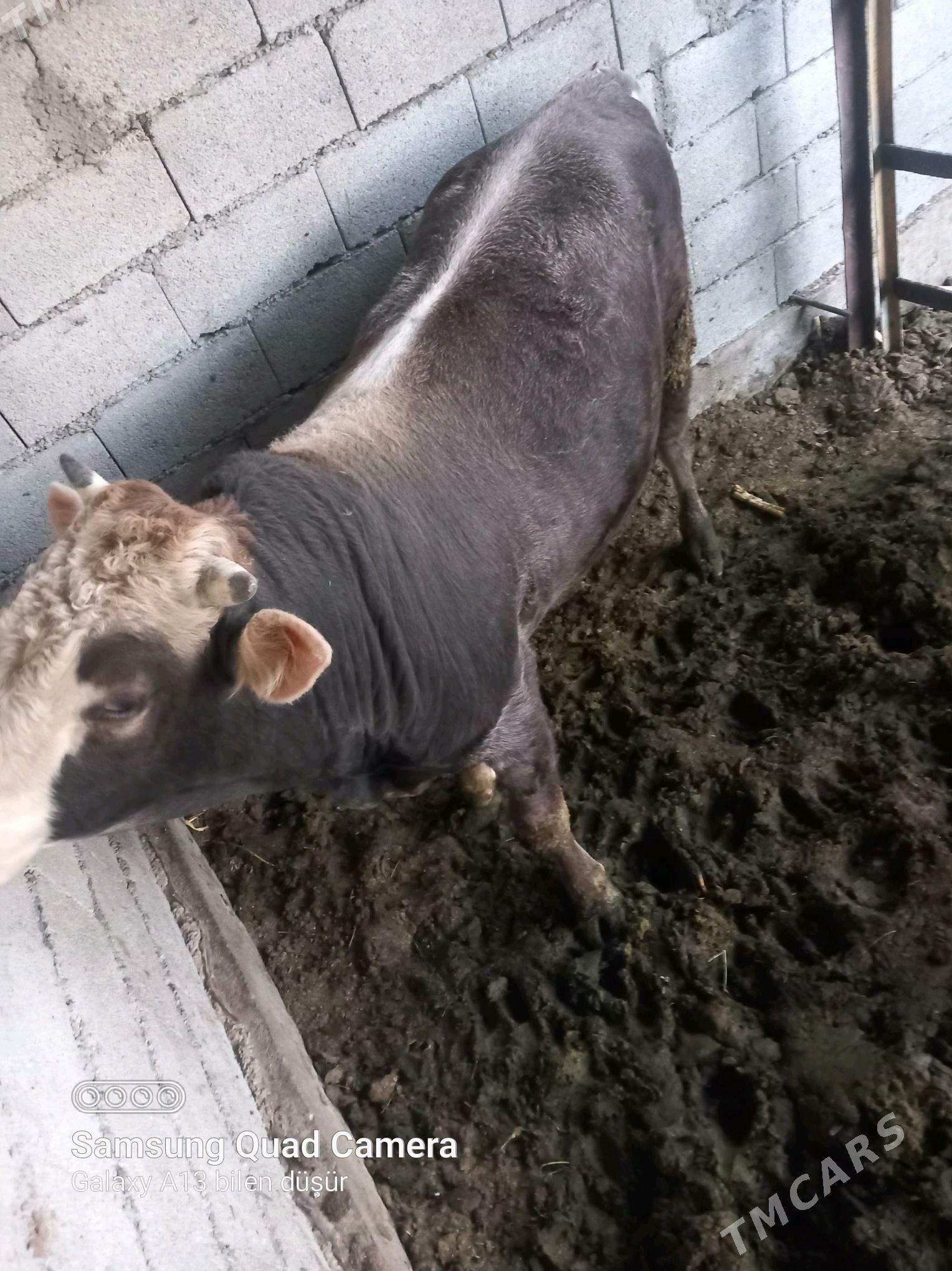 bakylan okuz - Бузмеин - img 4