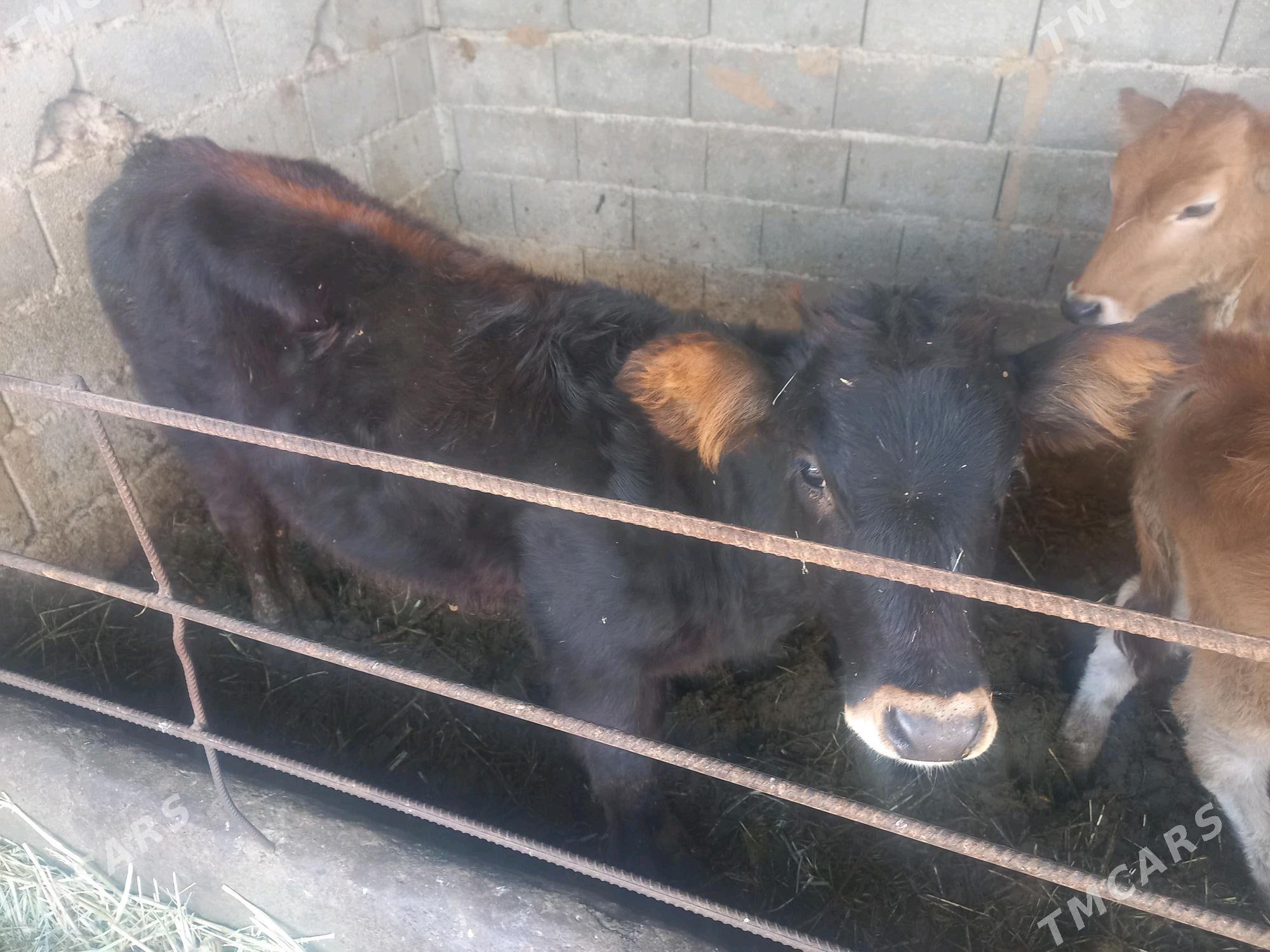 gole - Ýaşlyk - img 2