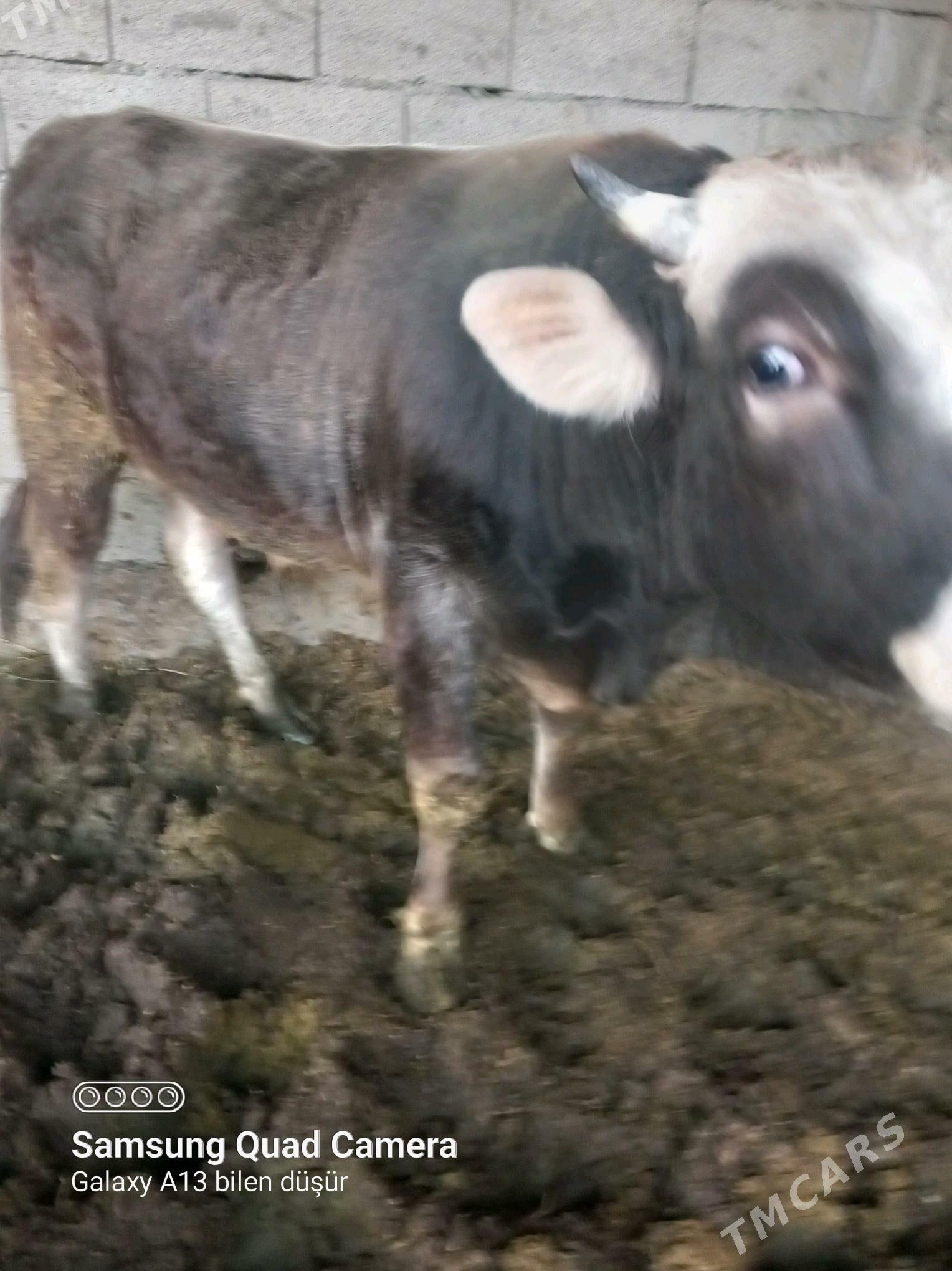 bakylan okuz - Бузмеин - img 3