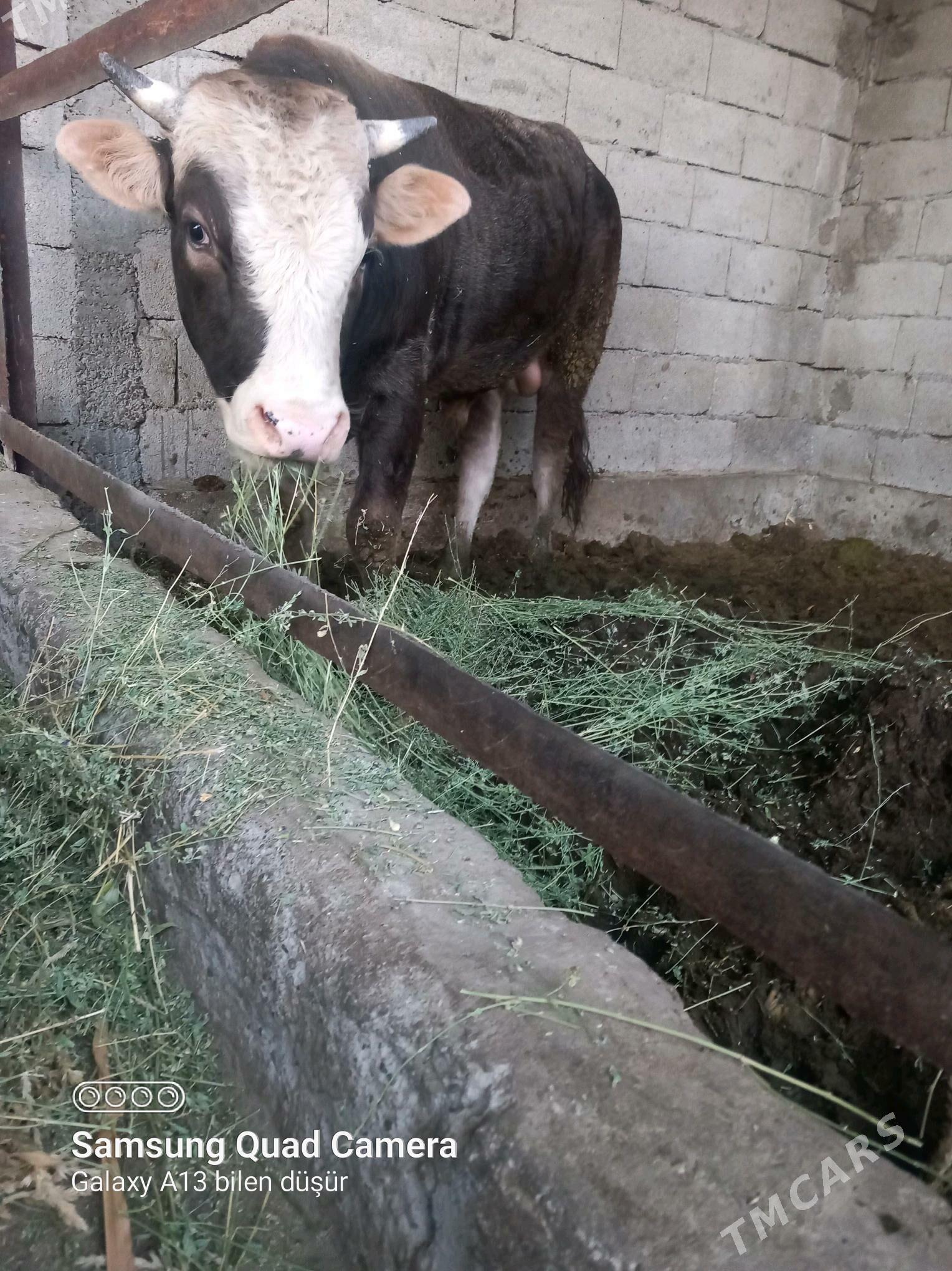 bakylan okuz - Бузмеин - img 2