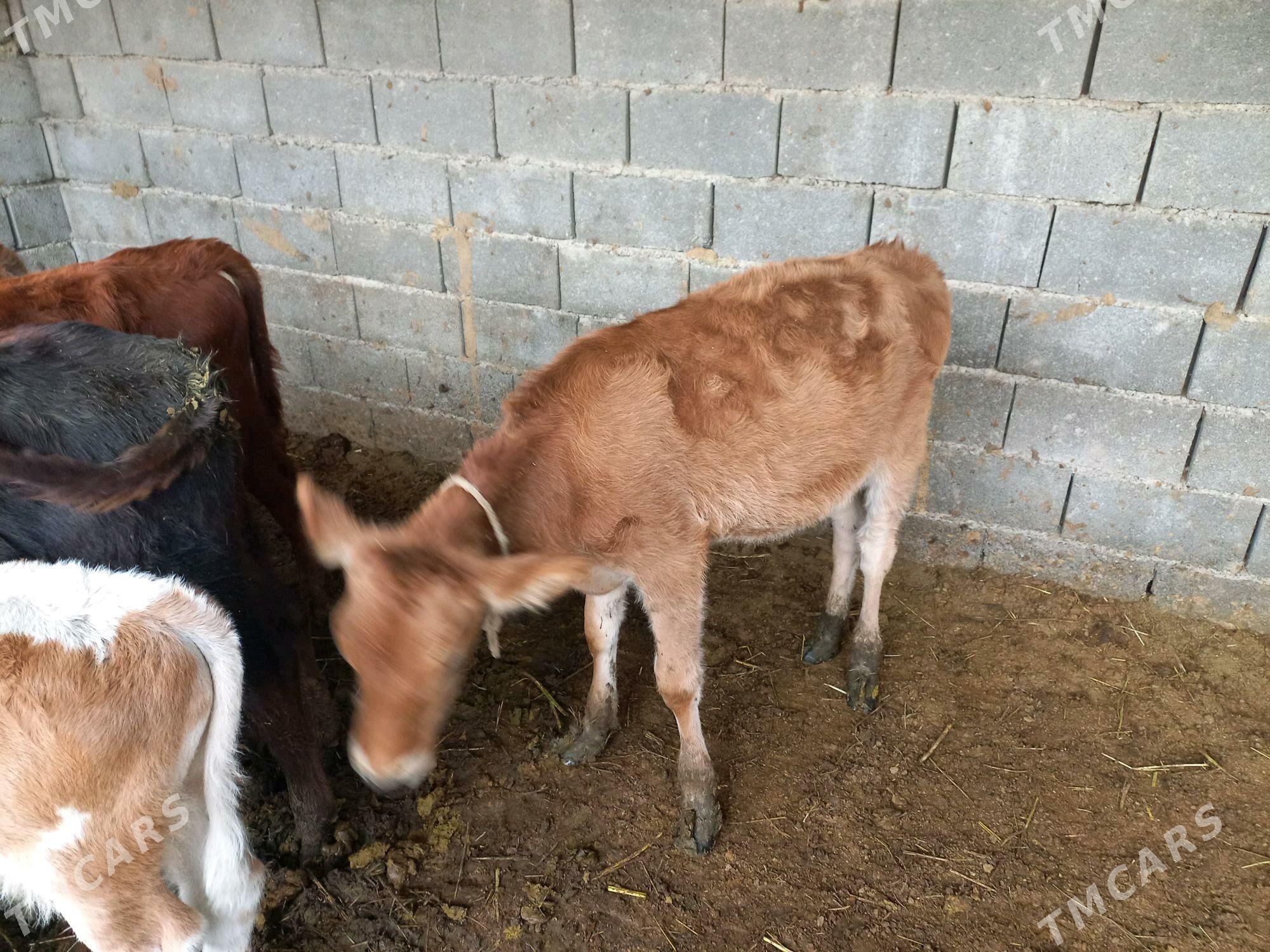 gole - Ýaşlyk - img 1