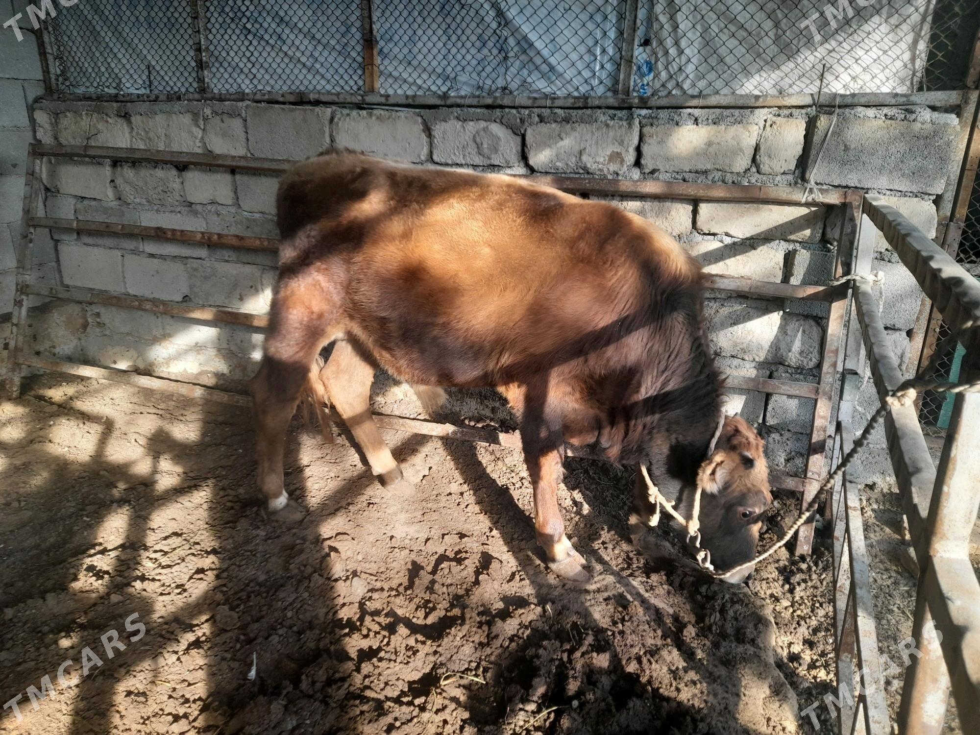 ökuz - Änew - img 5