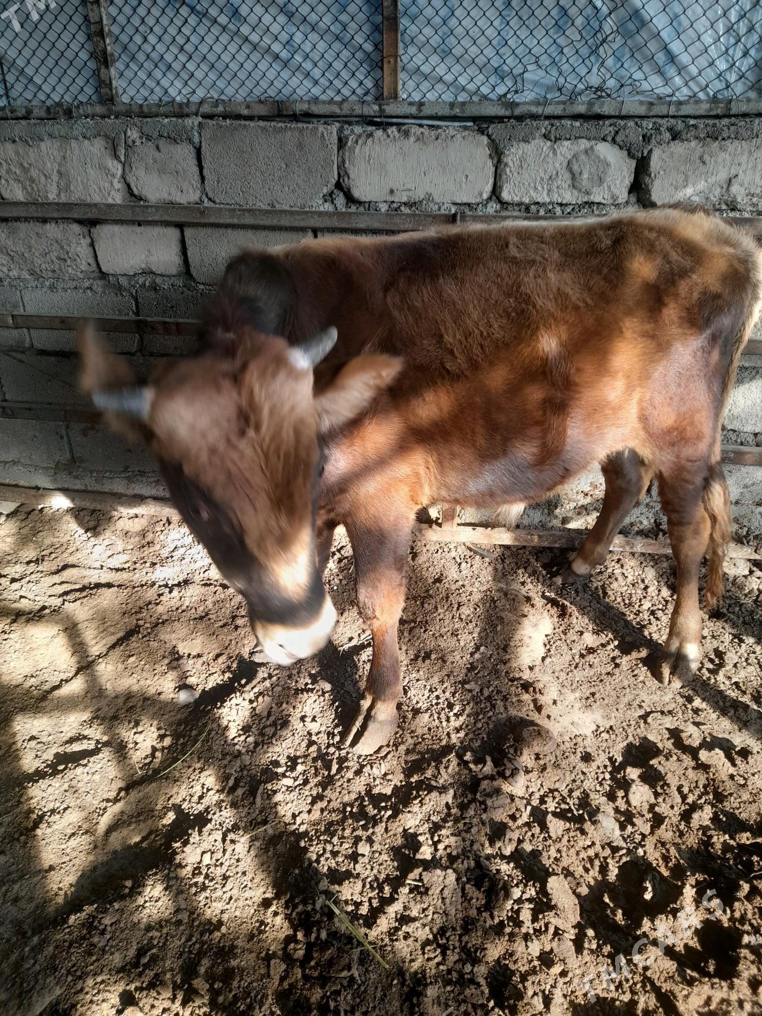 ökuz - Änew - img 6