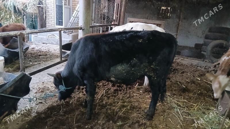 окуз баклык - Çärjew - img 3