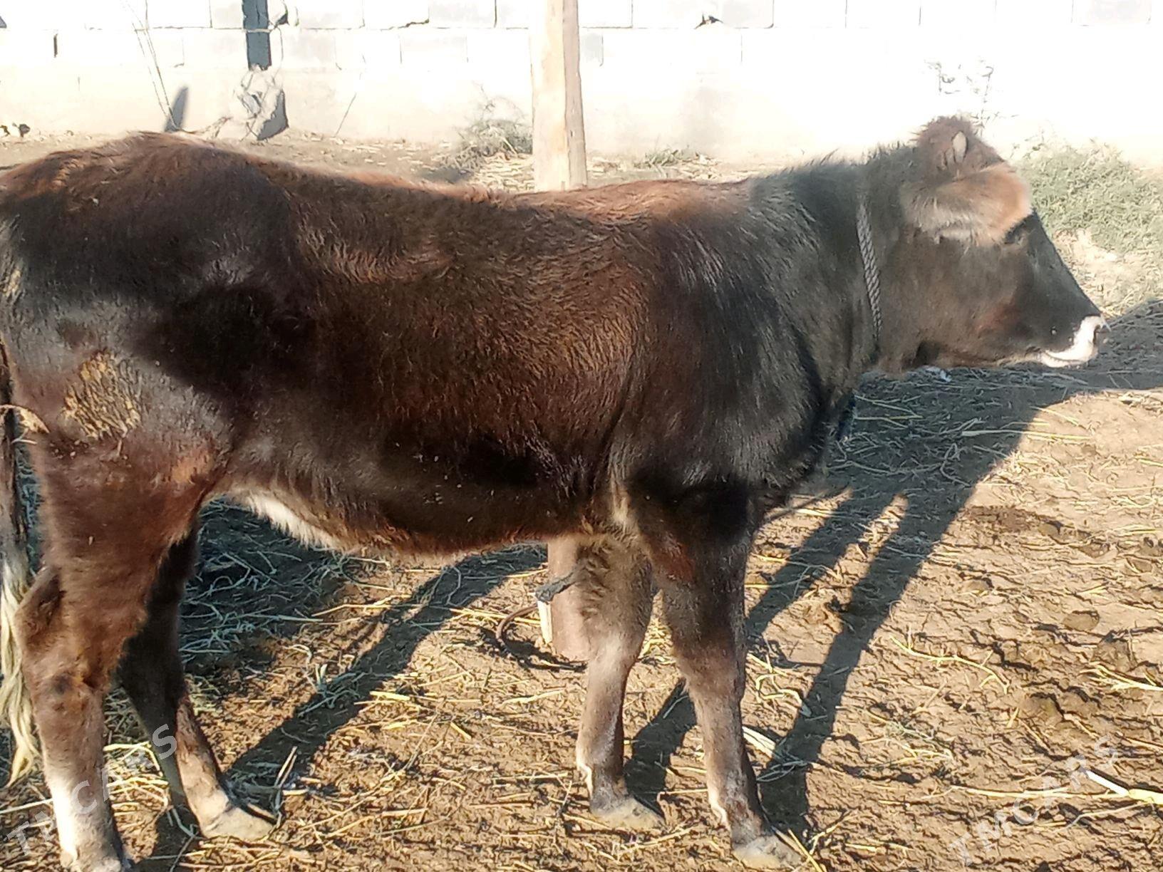 tuwe - Бахарден - img 1