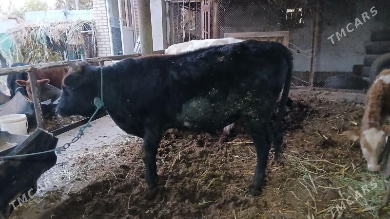 окуз баклык - Çärjew - img 4