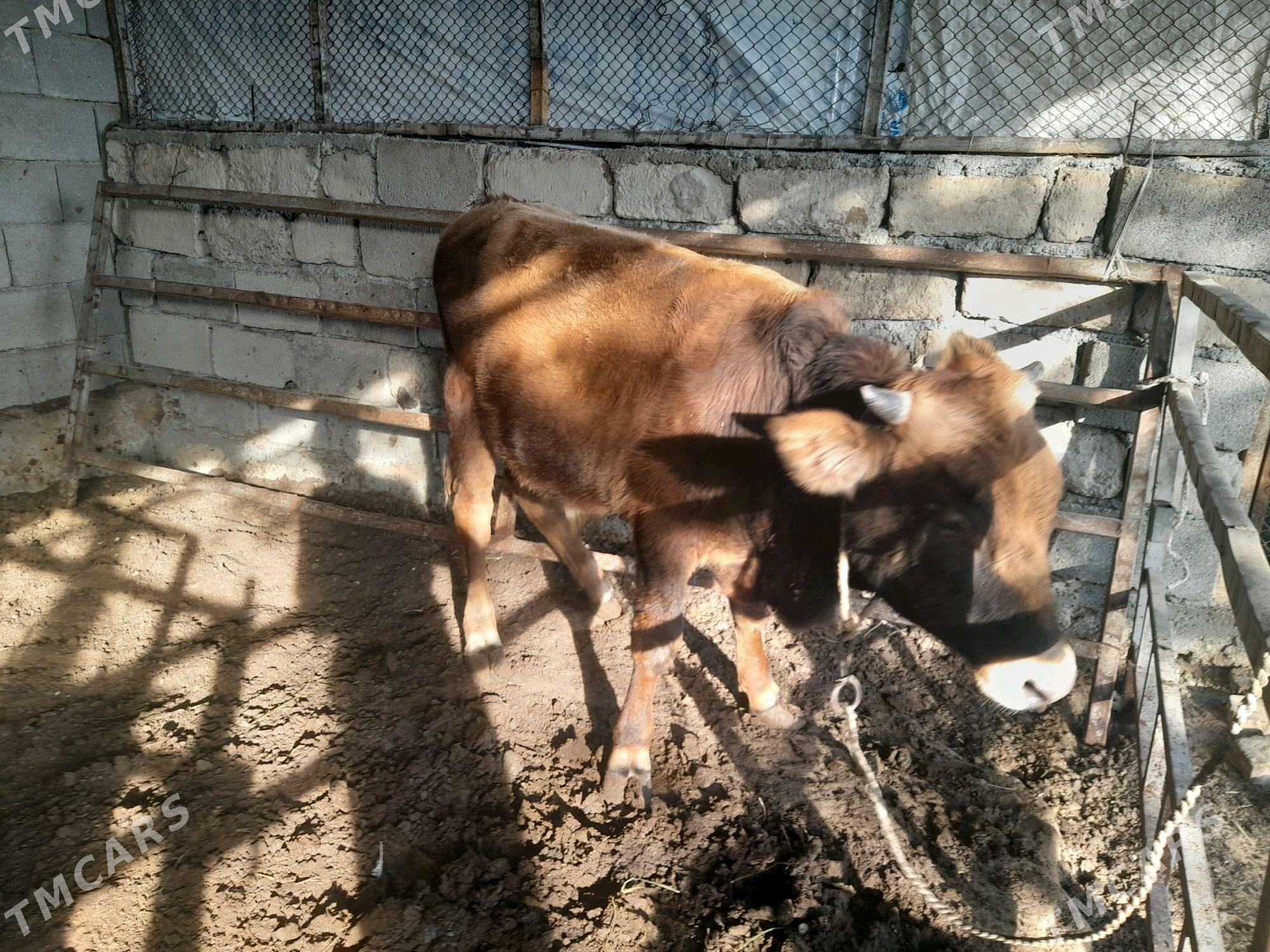 ökuz - Änew - img 2