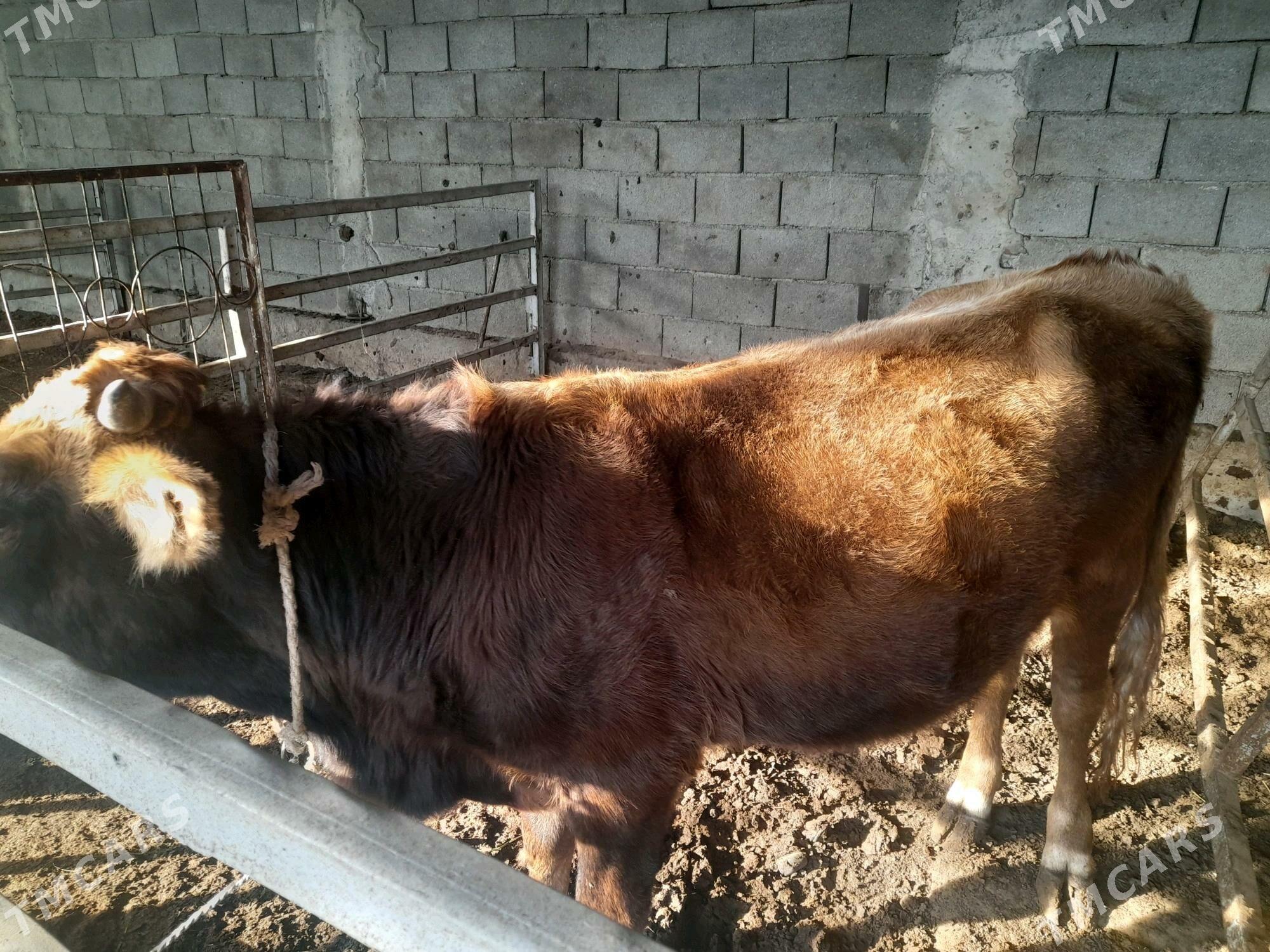 ökuz - Änew - img 3