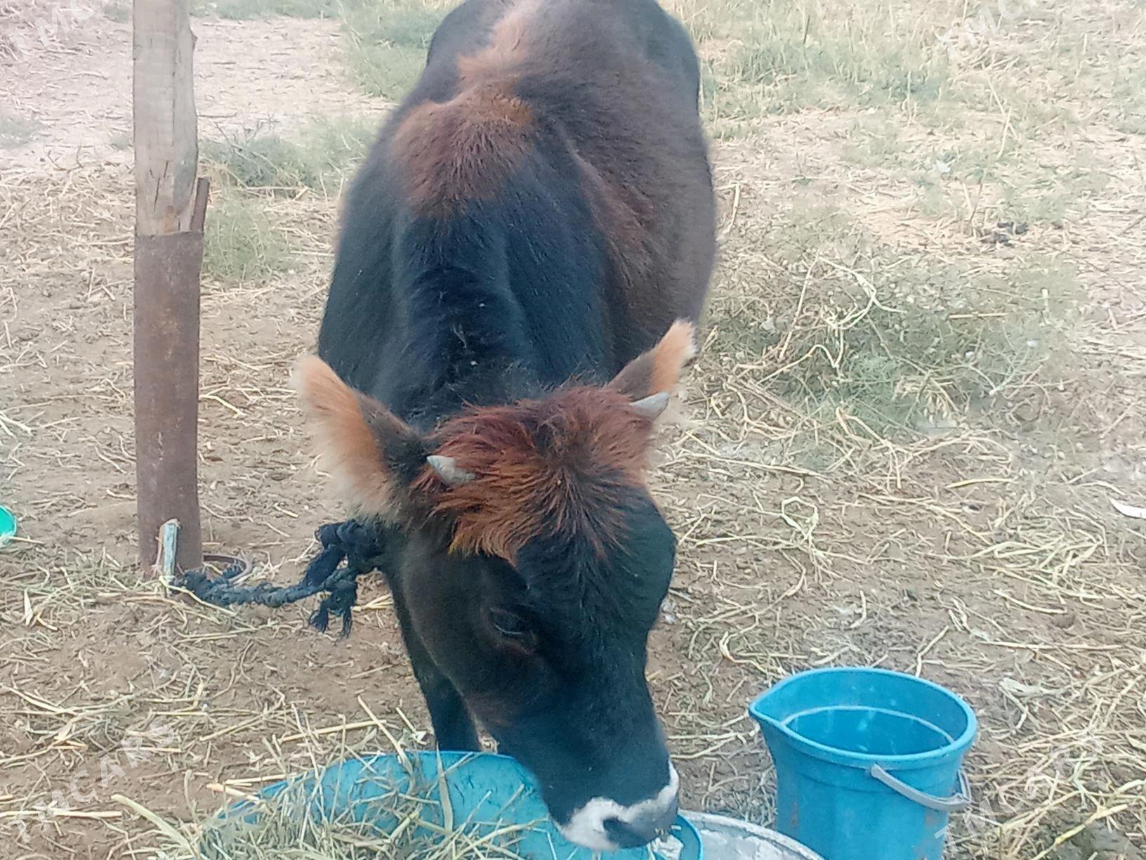 tuwe - Бахарден - img 2