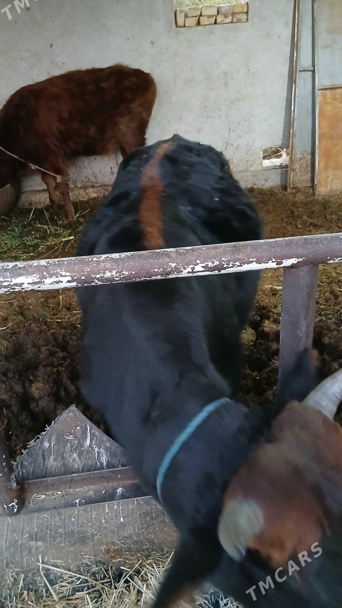 окуз баклык - Çärjew - img 2