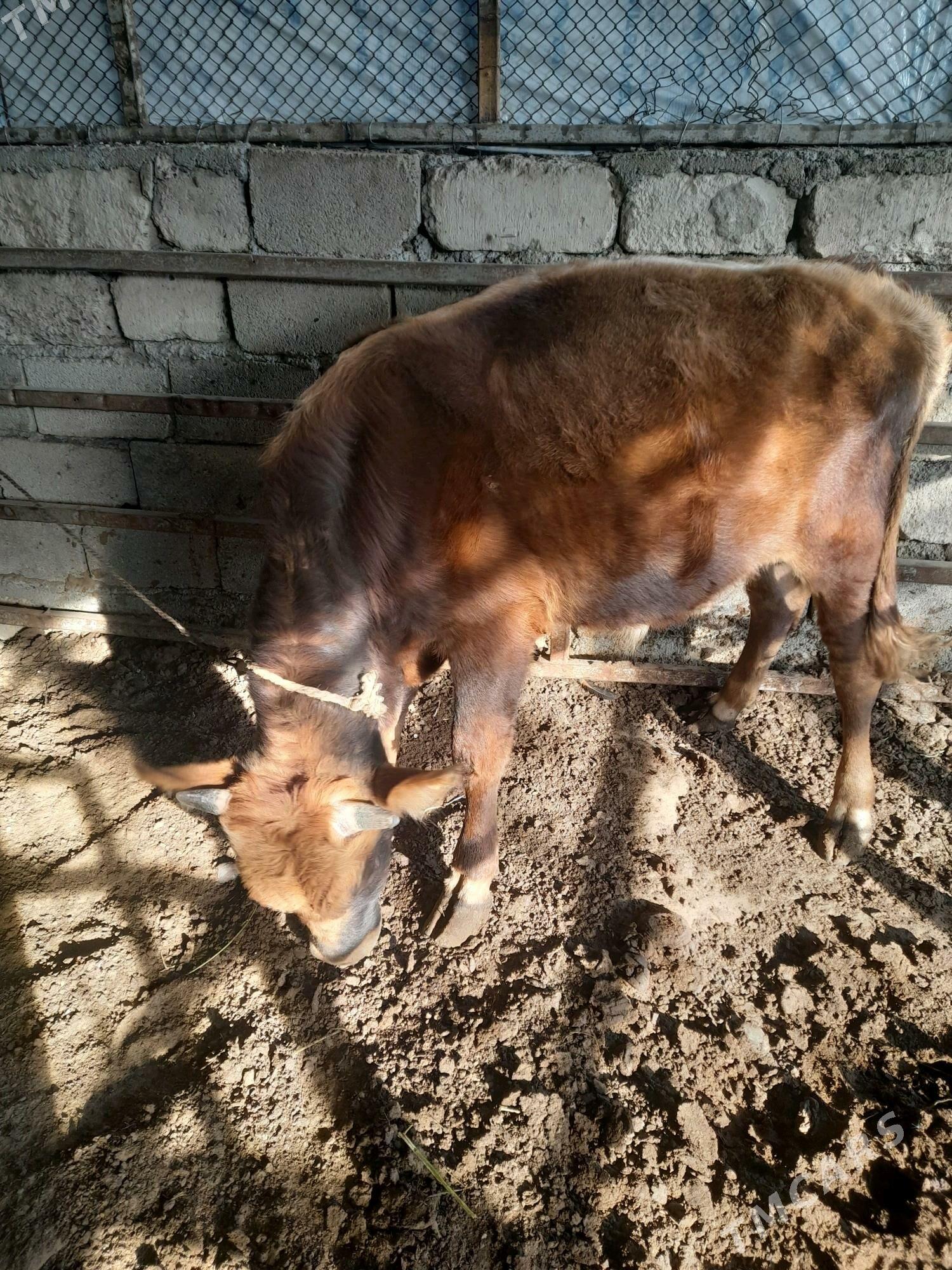 ökuz - Änew - img 4