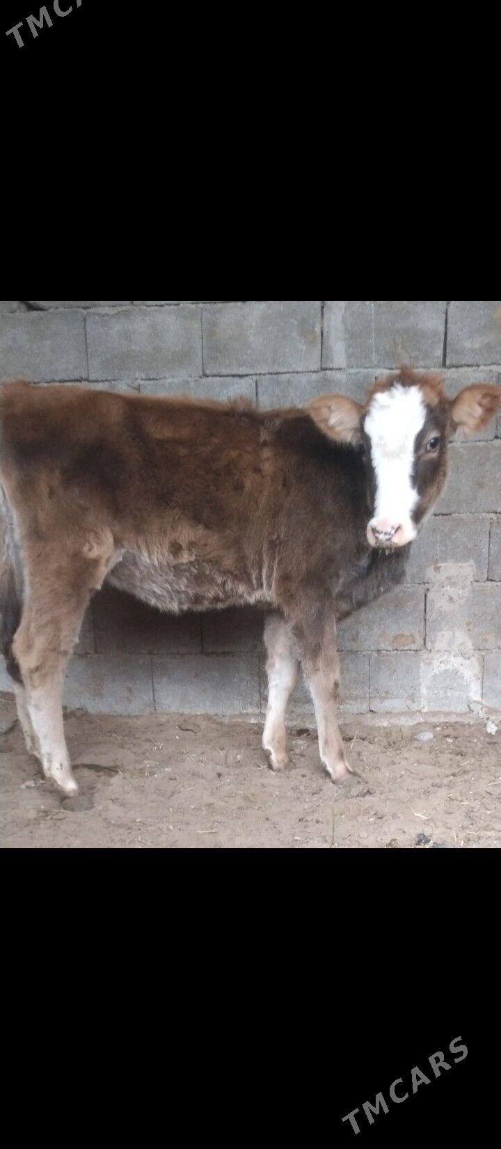 öküž we tüwe - Бузмеин - img 2