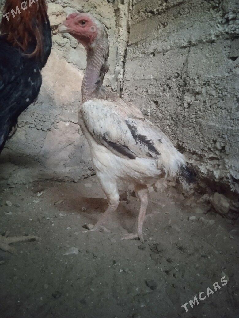 taskent maki - Балканабат - img 1